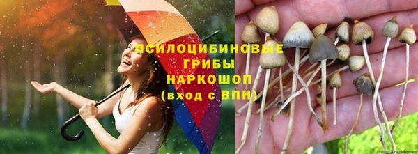 сатива Кинешма